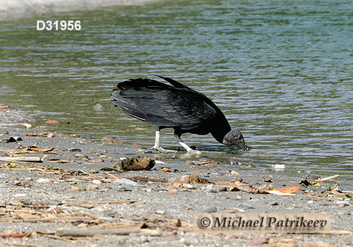 American Black Vulture (Coragyps atratus)